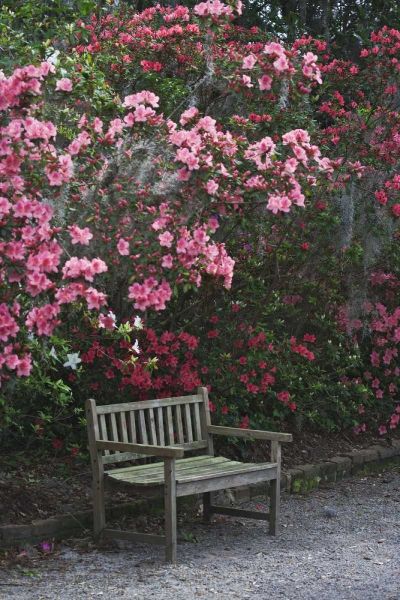 SC, Charleston A weathered bench under azaleas